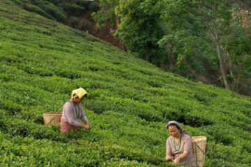 Darjeeling History-greatwestbengal